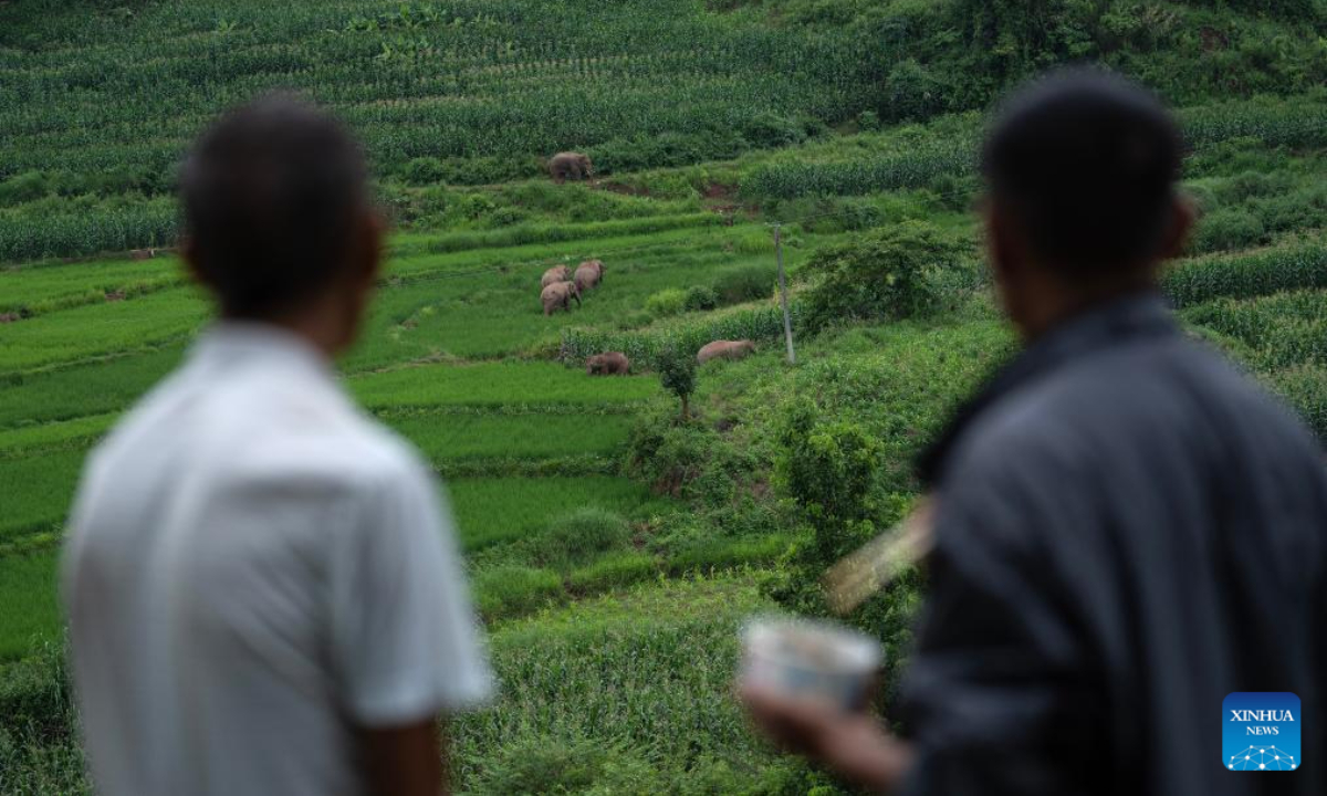 Villagers look at Asian elephants while having a meal in Jiangcheng Hani and Yi Autonomous County of Pu'er, southwest China's Yunnan Province, July 19, 2023. Photo:Xinhua