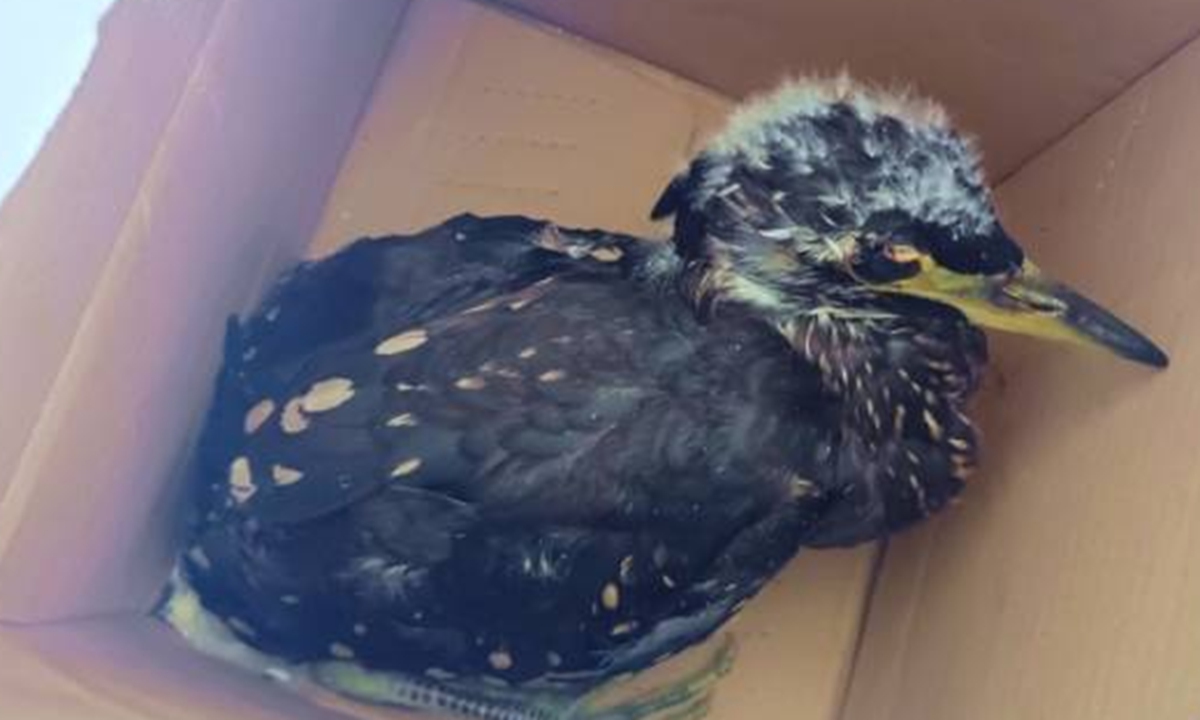 A rare national first-class protected animal which has been dubbed the most mysterious bird in the world