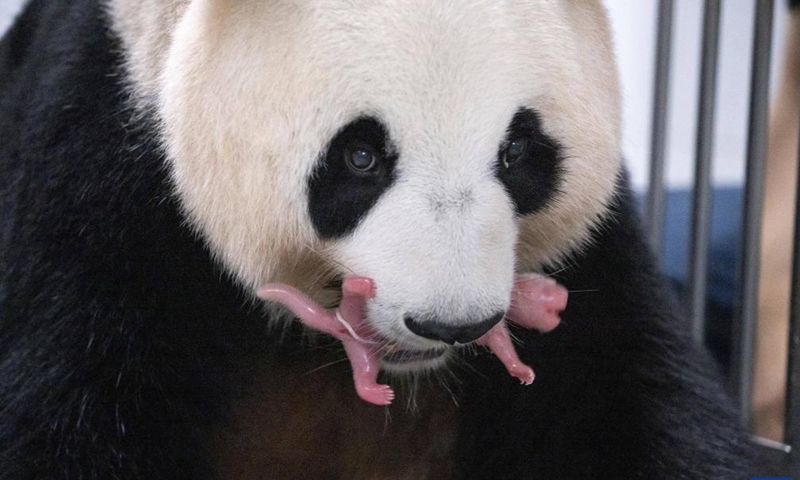 Giant panda Ai Bao and its cub are pictured at Everland Resort in Yongin, South Korea, July 7, 2023. Ai Bao, a giant panda leased by China to South Korea seven years ago, gave birth to twin cubs on July 7.(Photo: Xinhua)