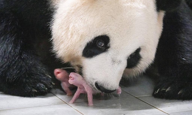 Giant panda Ai Bao and its cubs are pictured at Everland Resort in Yongin, South Korea, July 7, 2023. Ai Bao, a giant panda leased by China to South Korea seven years ago, gave birth to twin cubs on July 7.(Photo: Xinhua)