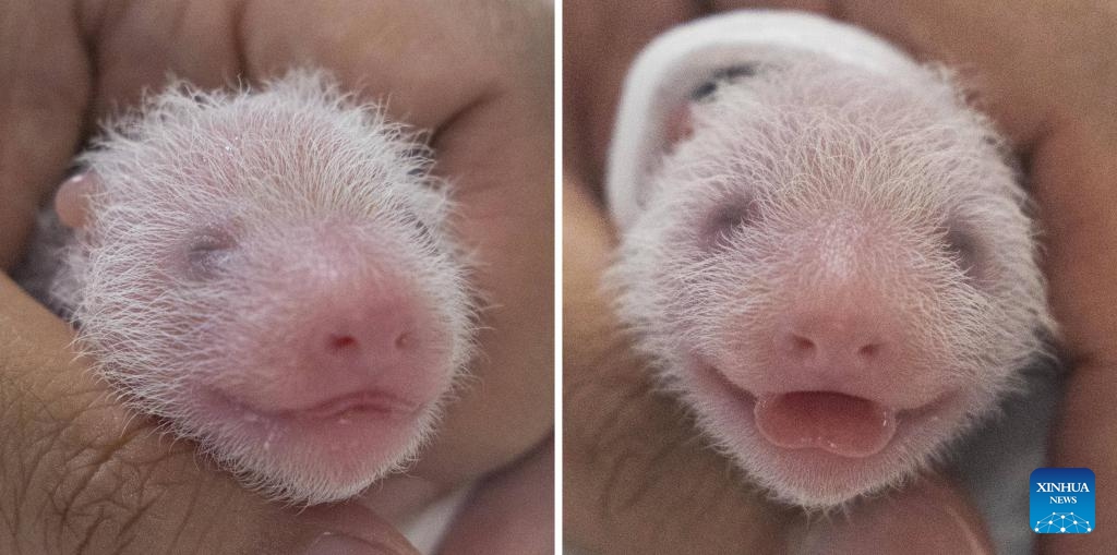 This combo photo shows the newly born giant panda cubs receiving health check at Everland Resort in Yongin, South Korea. Ai Bao, a giant panda leased by China to South Korea seven years ago, gave birth to twin cubs on July 7.(Photo: Xinhua)