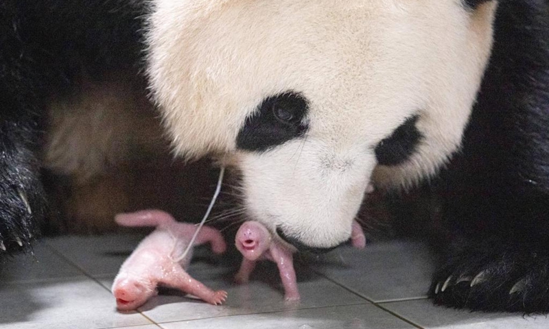 Giant panda Ai Bao and its cubs are pictured at Everland Resort in Yongin, South Korea, July 7, 2023. Ai Bao, a giant panda leased by China to South Korea seven years ago, gave birth to twin cubs on July 7.(Photo: Xinhua)