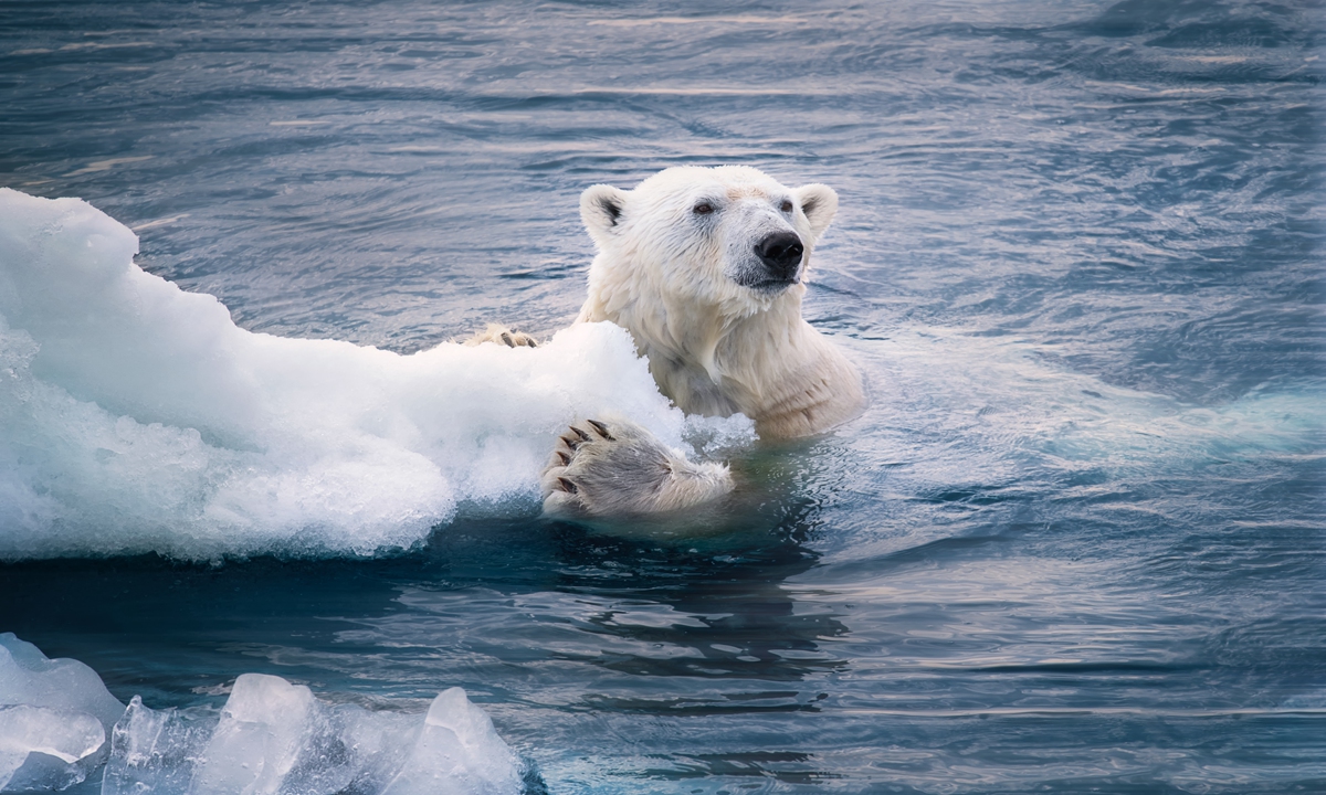 A lonely polar bear swims among melting glaciers. Photo: VCG