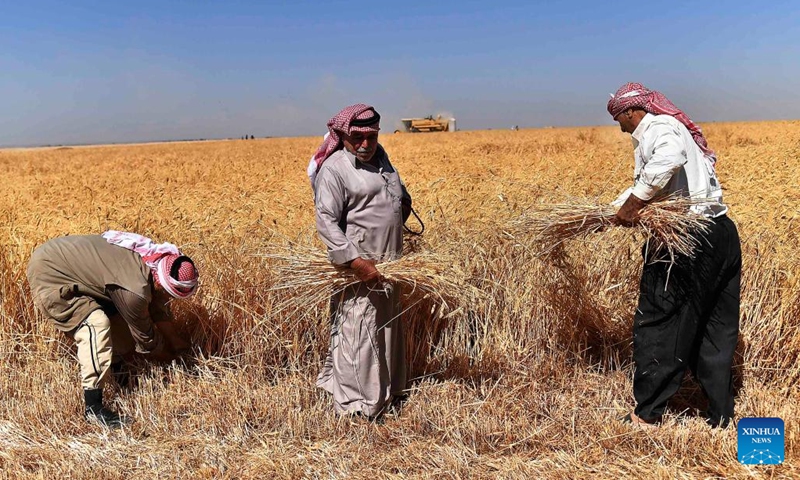 Farmers harvest wheat in the Dumair area, Damascus, Syria, on July 13, 2023.(Photo: Xinhua)