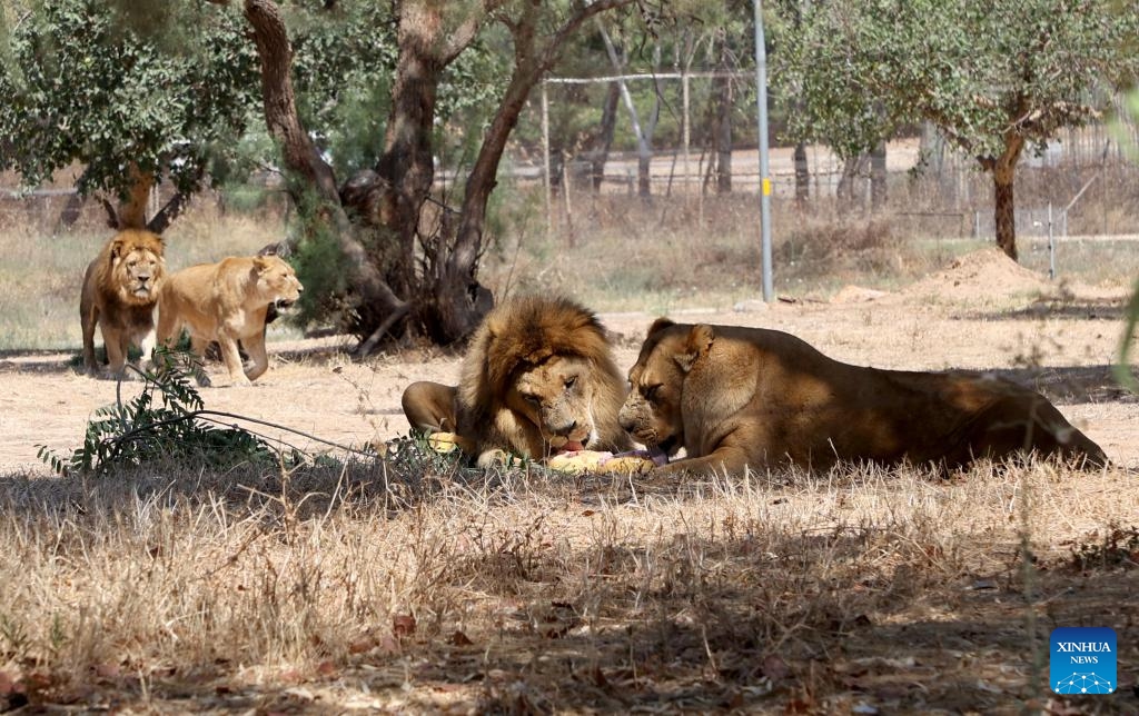 animals-eat-frozen-food-at-israel-s-safari-zoo-during-heat-wave