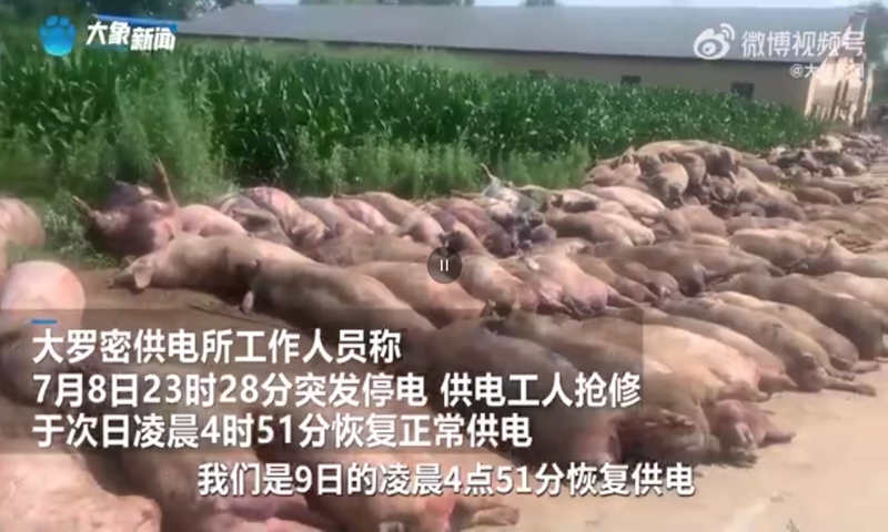 462 pigs at a hog farm in Harbin, Northeast China's Heilongjiang Province, suffocate to death due to unbearable heat after a sudden power outage. Photo: Sina Weibo