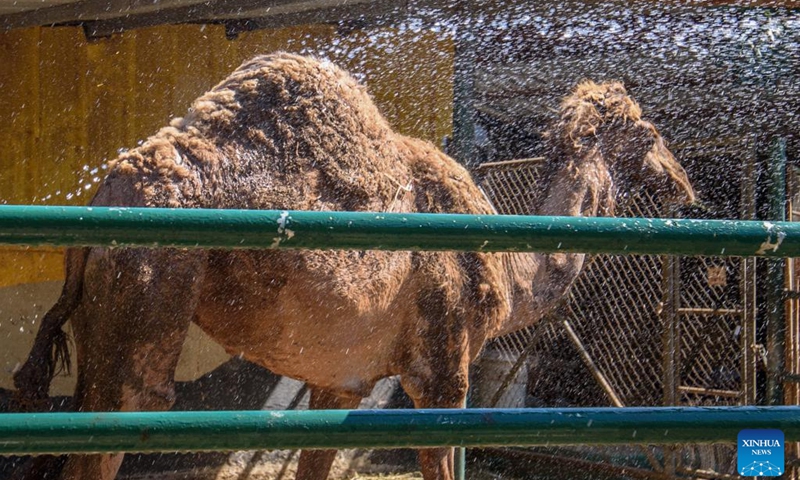 A camel cools off with water amid a heatwave at a petting zoo in the northern Israeli kibbutz of Yiron July 23, 2023. Animal keepers of the zoo use a variety of methods to help animals cool down during hot weather. (Ayal Margolin/JINI via Xinhua)