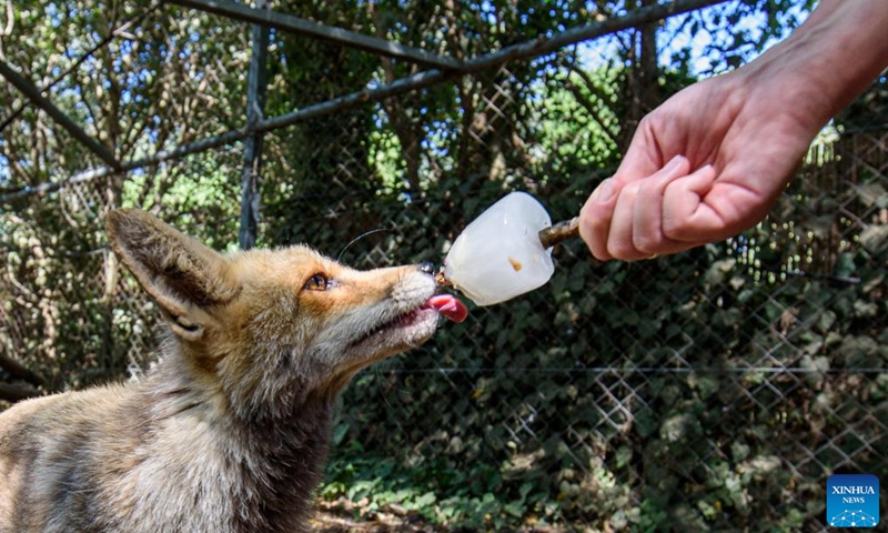 A worker feeds a fox frozen food amid a heatwave at a petting zoo in the northern Israeli kibbutz of Yiron July 23, 2023. Animal keepers of the zoo use a variety of methods to help animals cool down during hot weather. (Ayal Margolin/JINI via Xinhua)