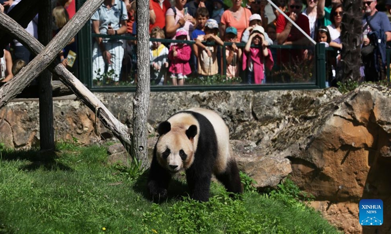 People watch the giant panda Yuan Meng at Beauval Zoo in Saint-Aignan, France, on July 24, 2023. Yuan Meng, the first giant panda born in France in 2017, will return to China on Tuesday. (Xinhua/Gao Jing)