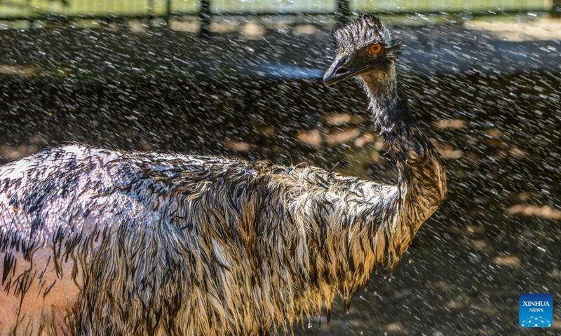 An emu bird cools off with water amid a heatwave at a petting zoo in the northern Israeli kibbutz of Yiron July 23, 2023. Animal keepers of the zoo use a variety of methods to help animals cool down during hot weather. (Ayal Margolin/JINI via Xinhua)