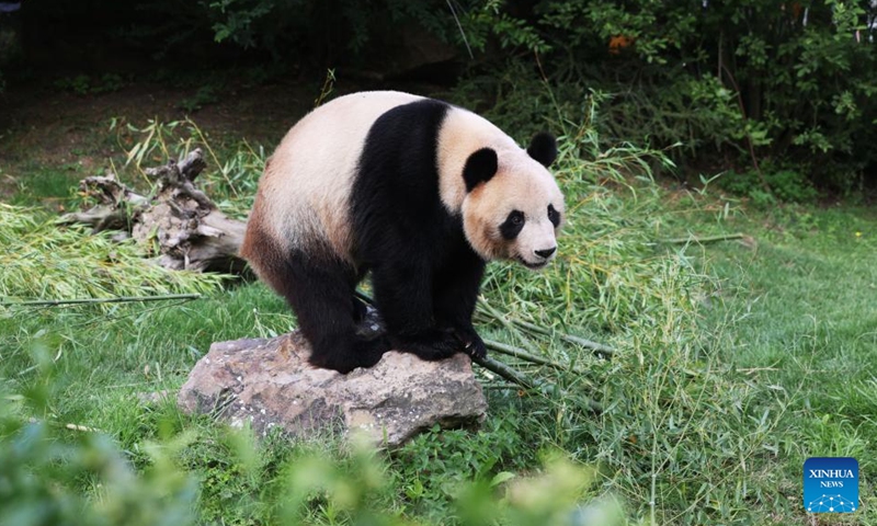 This photo taken on July 24, 2023 shows the giant panda Yuan Meng at Beauval Zoo in Saint-Aignan, France. Yuan Meng, the first giant panda born in France in 2017, will return to China on Tuesday. (Xinhua/Gao Jing)