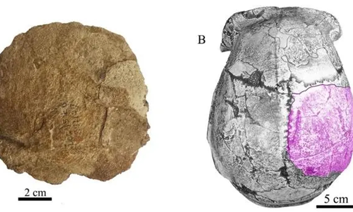 Photo: Courtesy of the Institute of Vertebrate Paleontology and Paleoanthropology 