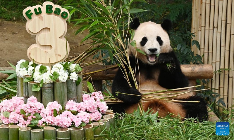 Giant panda Fu Bao eats bamboo at Everland Resort in Yongin, South Korea, July 20, 2023. The giant panda Fu Bao celebrated its 3rd birthday on Thursday.(Photo: Xinhua)