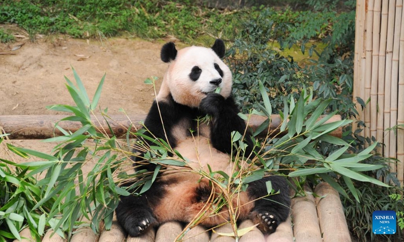 Giant panda Fu Bao eats bamboo at Everland Resort in Yongin, South Korea, July 19, 2023. The giant panda Fu Bao celebrated its 3rd birthday on Thursday.(Photo: Xinhua)
