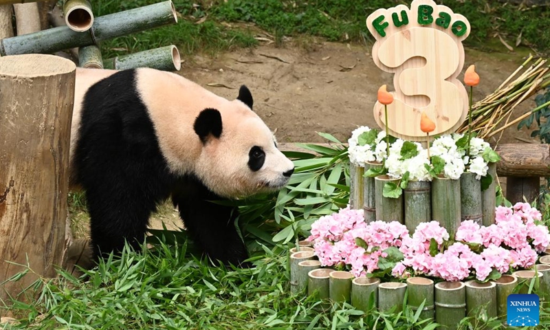 Giant panda Fu Bao looks at its birthday cake at Everland Resort in Yongin, South Korea, July 20, 2023. The giant panda Fu Bao celebrated its 3rd birthday on Thursday.(Photo: Xinhua)