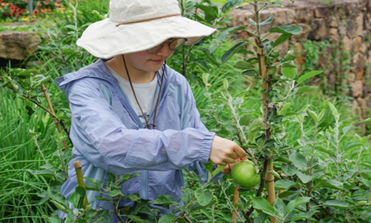 Horticulture and landscape engineer Yang Wanyun takes care of an apple on 