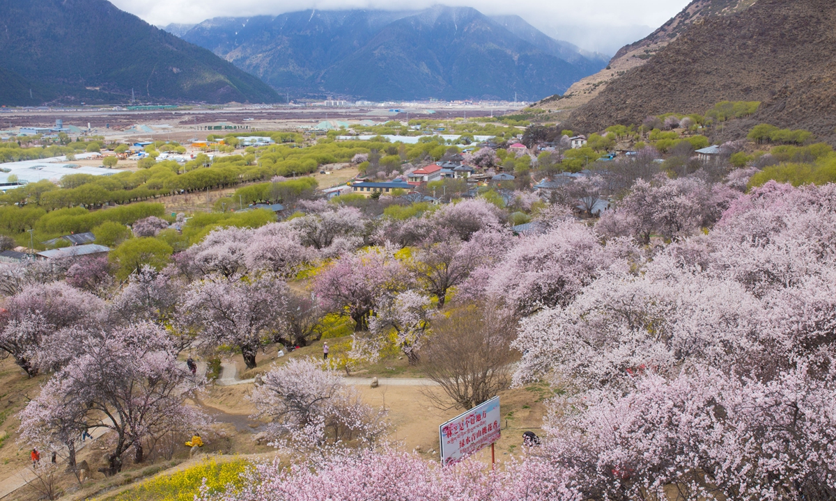 Peach flowers bloom in Galai village, Nyingchi, Southwest China's Xizang Autonomous Region, in March 2023. Photo: Shan Jie/GT