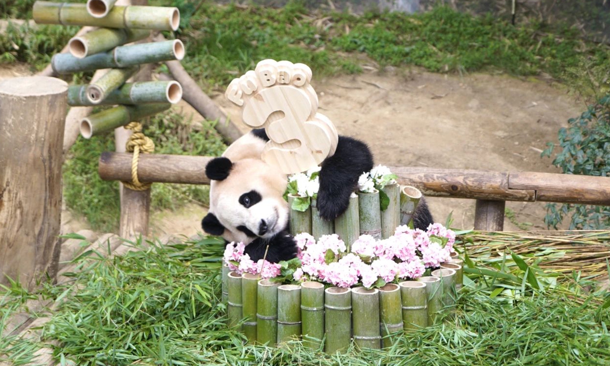 Giant panda Fu Bao celebrates her birthday on July 20, 2023. Photo: Courtesy of Chinese Embassy in South Korea
