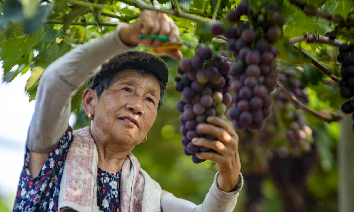 A farmer picks grapes at Tiandi Agricultural Park in Jiangyan district, Taizhou, East China's Jiangsu Province on July 23, 2023. During the harvest season, kiwis, grapes, pears and other fresh fruits are ready for harvest in the thousand-acre (404 hectares) orchard of the agricultural park. In 2022, the province's fruit output reached 10.021 million tons, a year-on-year increase of 3.4 percent. Photo: cnsphoto