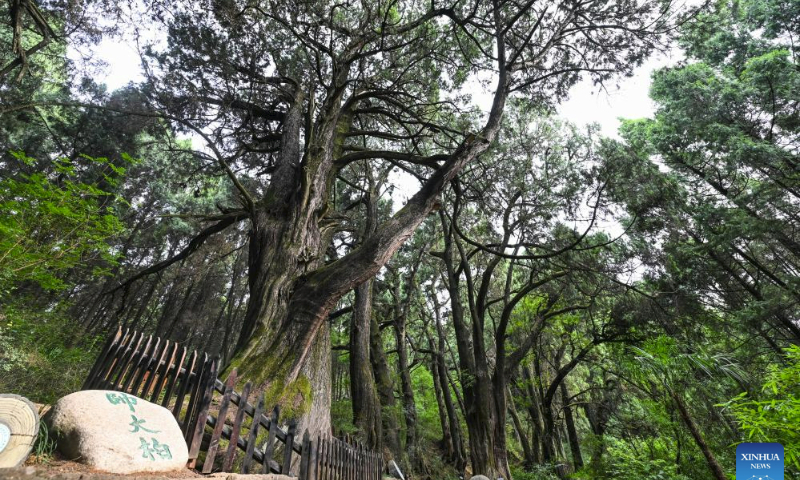 This photo taken on July 25, 2023 shows ancient cypress trees in the Cuiyunlang section of an ancient road system known as Shudao in Jiange County of Guangyuan City, southwest China's Sichuan Province. The ancient cypress trees along the Cuiyunlang section of Shudao boast an average age of 1,050 years, with the oldest tree dating back approximately 2,300 years.
Presently, the Cuiyunlang section proudly harbors 7,803 ancient trees, with a staggering 7,778 being ancient cypress trees. (Xinhua/Wang Xi)