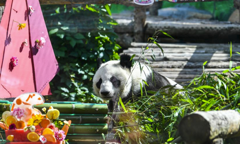 Giant panda Dingding is seen during her birthday celebration at the Moscow Zoo in Moscow, capital of Russia, July 30, 2023. Two giant pandas from China, Ruyi and Dingding, who have been living at the Moscow Zoo since 2019, enjoyed their birthday celebrations in Russia on Sunday. (Xinhua/Cao Yang)
