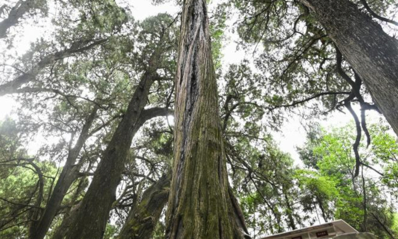 This photo taken on July 24, 2023 shows ancient cypress trees in the Cuiyunlang section of an ancient road system known as Shudao in Jiange County of Guangyuan City, southwest China's Sichuan Province. The ancient cypress trees along the Cuiyunlang section of Shudao boast an average age of 1,050 years, with the oldest tree dating back approximately 2,300 years.
Presently, the Cuiyunlang section proudly harbors 7,803 ancient trees, with a staggering 7,778 being ancient cypress trees. (Xinhua/Wang Xi)