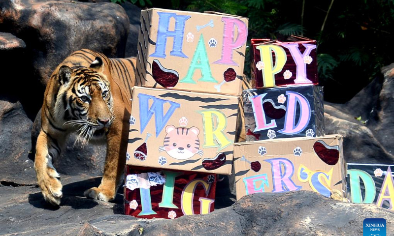 A Sumatran tiger is seen at Batu Secret Zoo in Malang, East Java, Indonesia, July 29, 2023.

The International Tiger Day is marked on July 29 every year. (Photo by Aditya Hendra/Xinhua)
