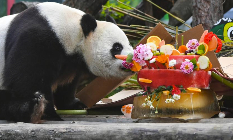 Giant panda Ruyi enjoys a birthday meal during his birthday celebration at the Moscow Zoo in Moscow, capital of Russia, July 30, 2023. Two giant pandas from China, Ruyi and Dingding, who have been living at the Moscow Zoo since 2019, enjoyed their birthday celebrations in Russia on Sunday. (Xinhua/Cao Yang)