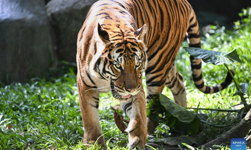 A Malayan tiger is pictured at Zoo Negara near Kuala Lumpur, Malaysia, July 23, 2023. The International Tiger Day is marked on July 29 every year. (Xinhua/Cheng Yiheng)