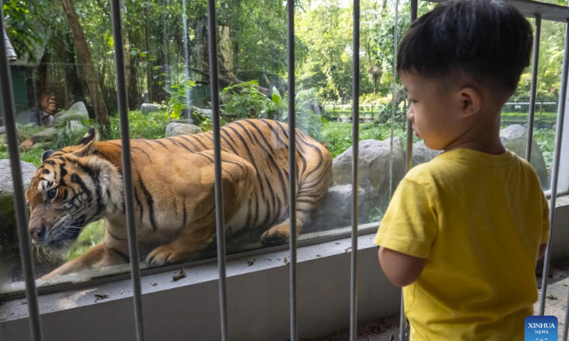 A boy watches a Malayan tiger at Zoo Negara, the national zoo of Malaysia, in Kuala Lumpur, Malaysia, on July 29, 2023. The International Tiger Day is marked on July 29 every year. (Photo by Chong Voon Chung/Xinhua)