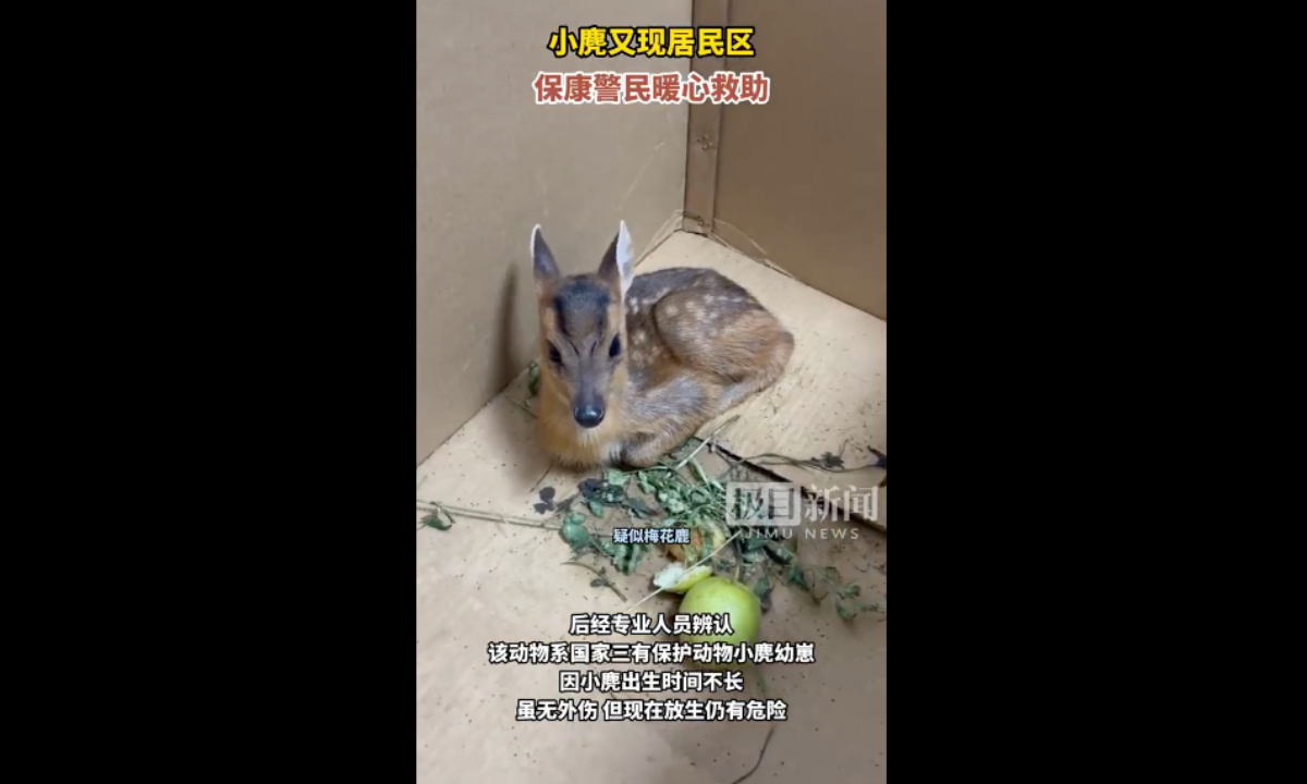 A suspected sika deer entered a residential area in Xiangyang, Central China’s Hubei Province on Tuesday, and enthusiastic residents called the police for help. Photo: web