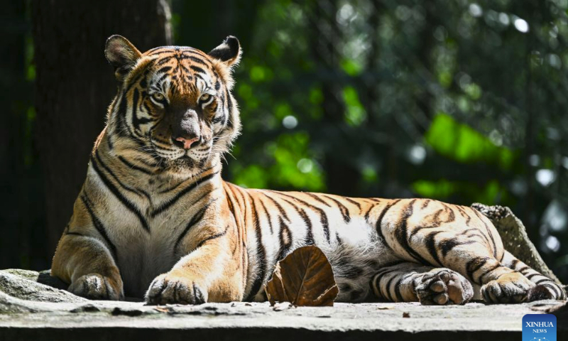 A Malayan tiger is pictured at Zoo Negara near Kuala Lumpur, Malaysia, July 23, 2023. The International Tiger Day is marked on July 29 every year. (Xinhua/Cheng Yiheng)
