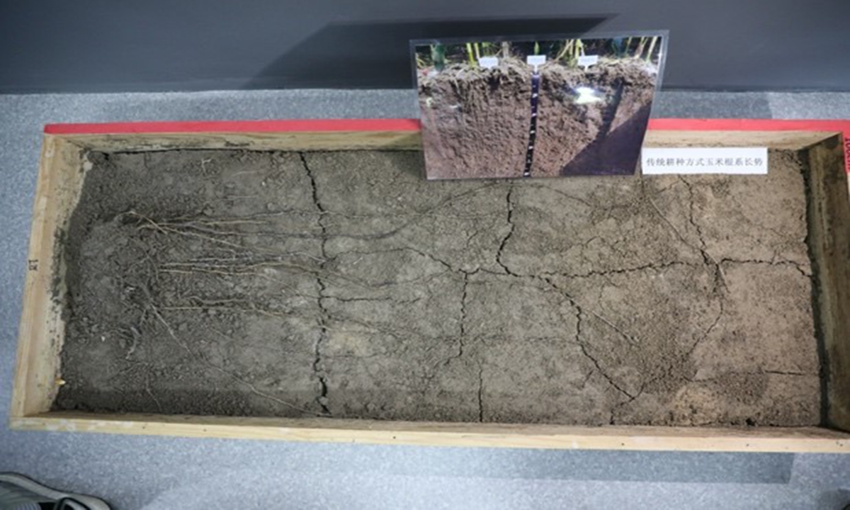 Corn root length with full straw returning (above) increases by about 20 percent compared with that of traditional cultivation method. Photo: Liu Zihe