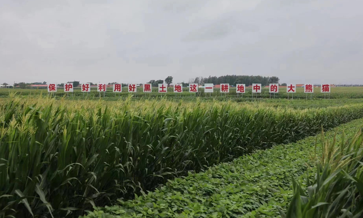 Areas of corn plantation in Lishu county, Northeast China's Jilin Province Photo: Liu Zihe

