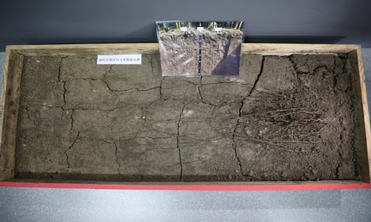 Corn root length with full straw returning (above) increases by about 20 percent compared with that of traditional cultivation method. Photo: Liu Zihe
