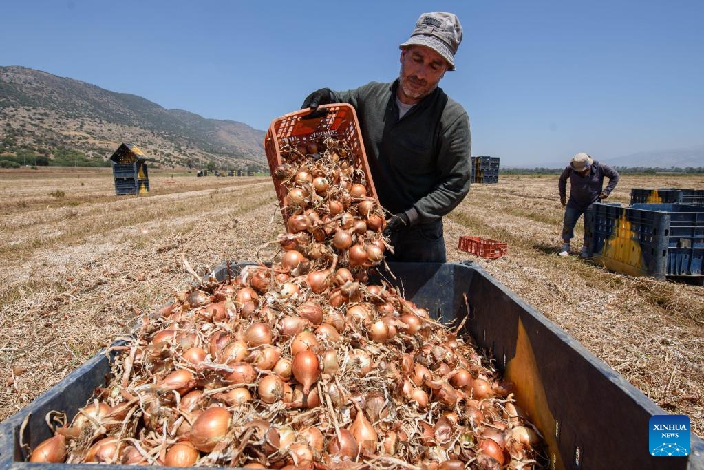 Onion harvest in northern Israel - Global Times