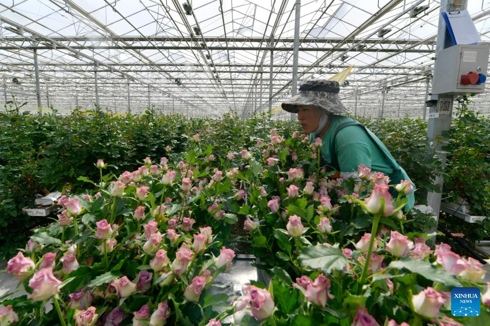 A staff member puts newly-picked roses into buckets at a modern agricultural demonstration garden in Lanzhou New Area, Lanzhou, northwest China's Gansu Province, Aug. 1, 2023. By the end of July this year, the garden had produced more than 60 million fresh cut roses, with sales revenue exceeding 60 million yuan (about 8.4 million U.S. dollars).(Photo: Xinhua)