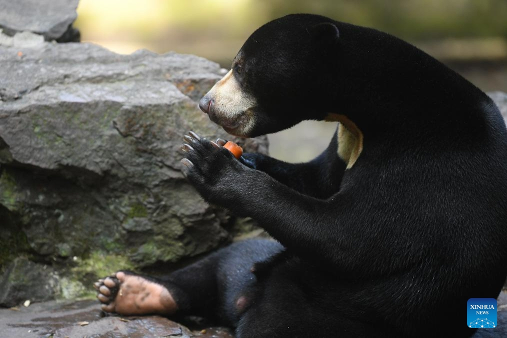 Sun bears attract tourists at Hangzhou Zoo - Global Times