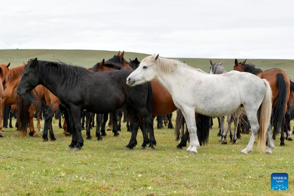 This photo taken on Aug. 6, 2023 shows Shandan horses at the Shandan Horse Breeding Farm in Shandan County, Zhangye City, northwest China's Gansu Province. Lying at the foothill of the Qilian Mountains, the Shandan Horse Breeding Farm has a history of over 2,000 years and now serves as a major horse breeding facility in China. Shandan horse, a species exclusively bred by the farm, boasts physical fitness and good endurance.(Photo: Xinhua)