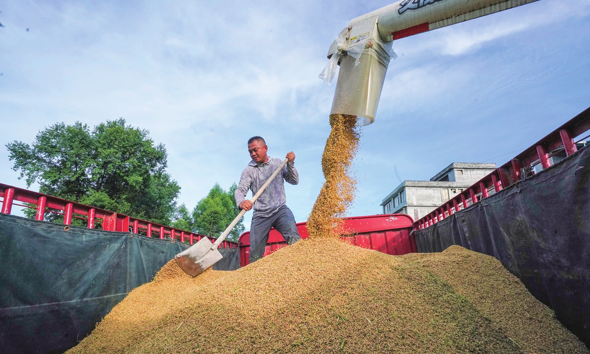 A farmer sorts newly harvested rice in Rongshui Miao Autonomous County in South China's Guangxi Zhuang Autonomous Region on August 9, 2023. The sown area of this year's ??summer grain in Guangxi amounted to 1.801 million mu (120,000 hectares), a year-on-year increase of 1.78 percent, and the total output reached 290,000 tons, up 5.07 percent year-on-year. Photo: VCG