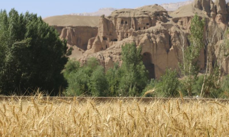 This photo taken on Aug. 11, 2023 shows a wheat field in Bamyan province, Afghanistan. (Photo by Ziaodin Azad/Xinhua)
