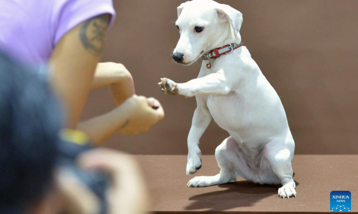 A visitor interacts with a pet dog during a pet expo in Bangkok, Thailand, Aug 10, 2023. Photo:Xinhua