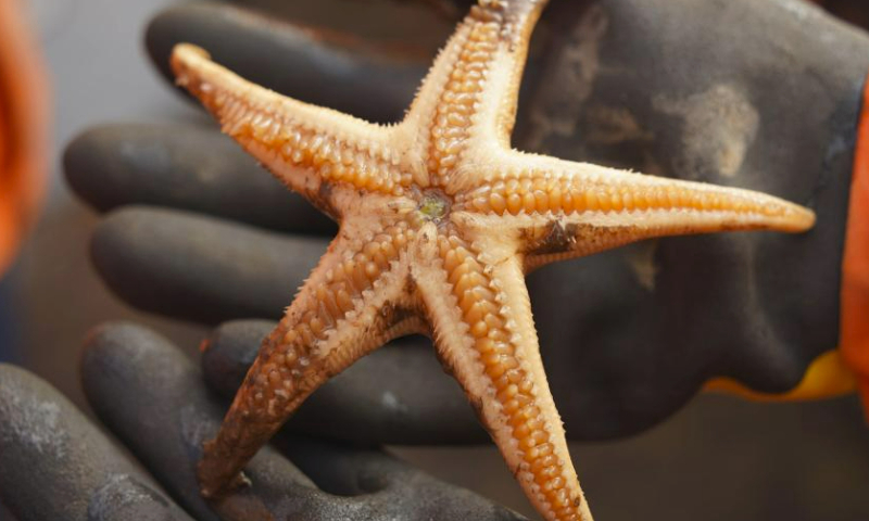 A member of China's 13th Arctic Ocean scientific expedition team shows a starfish retrieved after a trawl operation aboard China's polar icebreaker Xuelong 2, Aug. 4, 2023.

With the completion of a seawater sample collection operation, the main tasks of the first phase of China's 13th Arctic Ocean scientific expedition have all been completed.

The expedition, organized by the Ministry of Natural Resources, is intended to conduct investigations into the geology and geophysics of the mid-ocean ridge, as well as atmospheric, sea ice, marine and subsurface environmental surveys, and surveys of biomes and pollutants. (Xinhua/Wei Hongyi)
