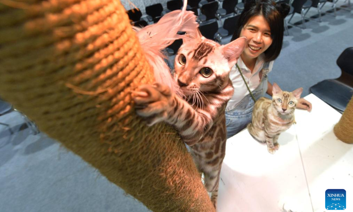 Pet cats are seen during a pet expo in Bangkok, Thailand, Aug 10, 2023. Photo:Xinhua