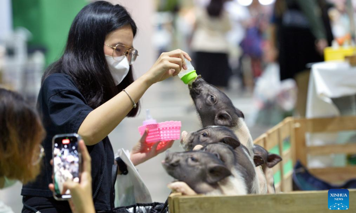 A visitor feeds piggies during a pet expo in Bangkok, Thailand, Aug 10, 2023. Photo:Xinhua