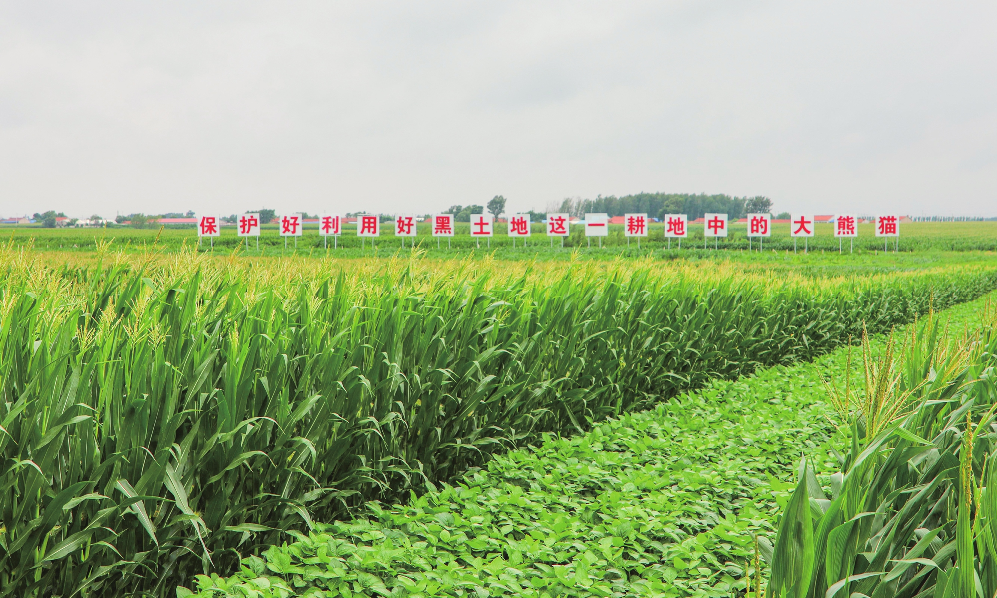 President Xi's inspections encourage continuous effort in conservation of 'Gold Corn Belt' and advancement of high-end manufacturing - Vimarsana News