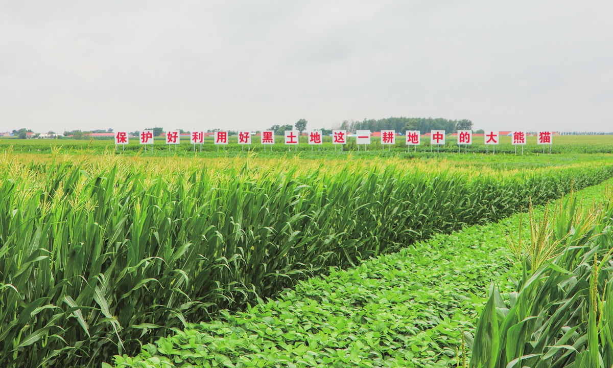A corn plantation field in Lishu county, Siping city, Jilin Province, on July 23, 2023. Photo: Liu Zihe