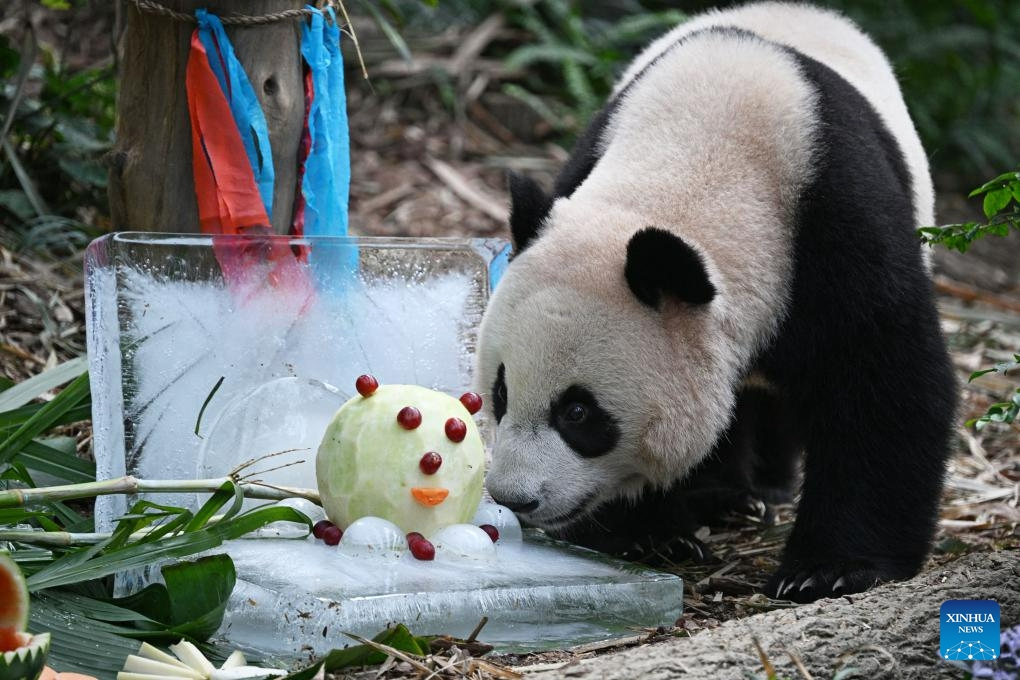 Giant panda Le Le, the first giant panda born in Singapore, enjoys food at its second birthday party held in Singapore's River Wonders, on Aug. 14, 2023.(Photo: Xinhua)