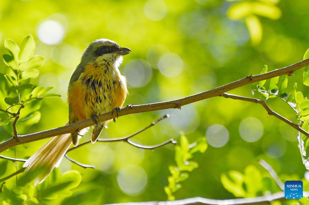 This photo taken on July 28, 2023 shows a shrike on a tree branch in Chengguan District of Lhasa, southwest China's Tibet Autonomous Region. Trees at parks and gardens in Lhasa have been home for birds. In recent years, various measures have been taken to improve the urban and rural environment in Lhasa, which becomes a green and eco-friendly city.(Photo: Xinhua)