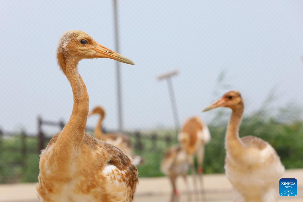 Baby red-crowned cranes are pictured in a crane breeding and protection station under the Forestry and Wetland Protection Service Center in Panjin City, northeast China's Liaoning Province, Aug. 3, 2023. The crane breeding and protection station has bred 85 baby red-crowned cranes so far this year. The baby cranes will go through wild training when they're about 60 days old.(Photo: Xinhua)